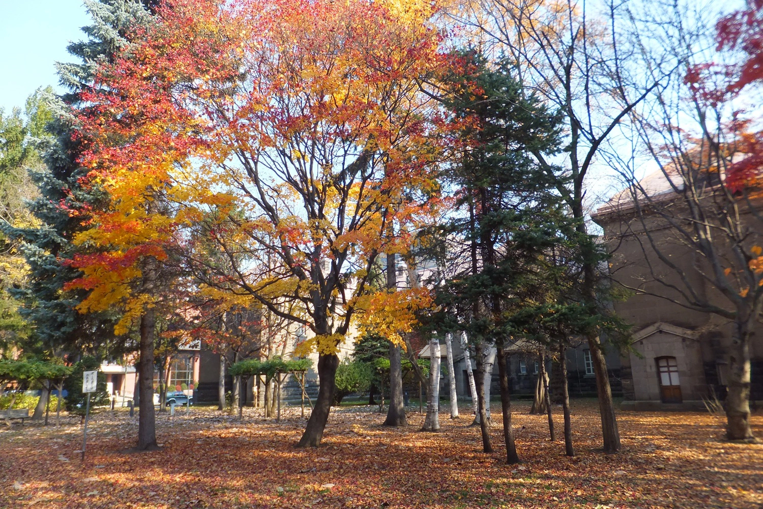 札幌市資料館 秋の敷地内